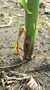 Cover photo for New Stink Bug Thresholds in Corn