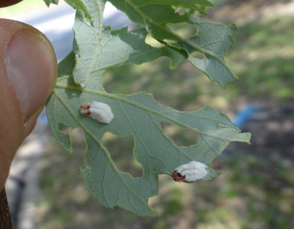 Female cottony maple leaf scales with ovisacs on a maple leaf damaged by cankerworms. Photo: SD Frank