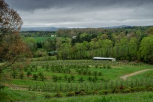Cover photo for WNC Orchard Insect Populations for May 1, 2018