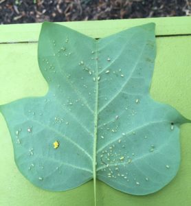 Tulip poplar aphids, lady beetle eggs, and parasitoid mummies on a tulip poplar leaf. Photo: SD FRank