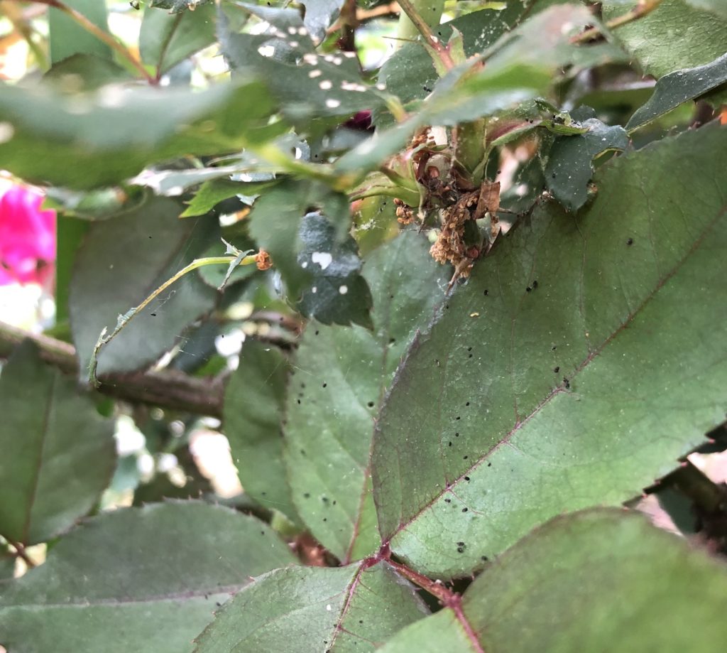 Frass and damage indicative of sawflies on rose leaves. Photo: SD Frank