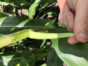 Image of corn leaf