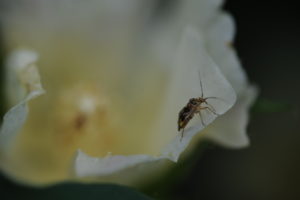 Cover photo for Aphids, Bollworms, Stink Bugs, and Tarnished Plant Bugs Complicating Insecticide Management