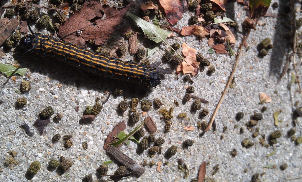 Late instar orangestripped oakworm larva on a sidewalk with frass. Photo: SD Frank