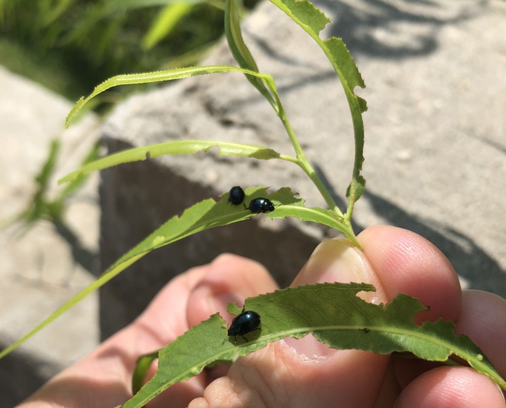 Imported willow leaf beetles and feeding damage on willow. Photo: SD Frank