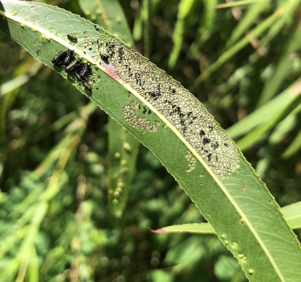 Imported willow leaf beetle larvae, frass, and skeletonized damage on a willow leaf. Photo: SD Frank