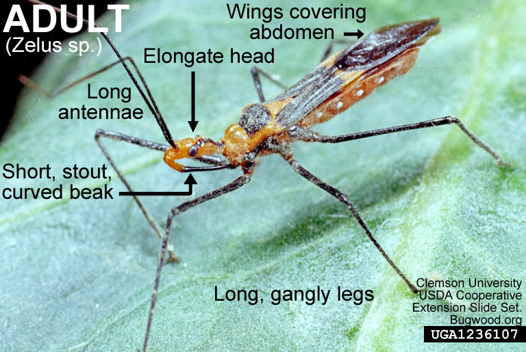 Assassin bug adult