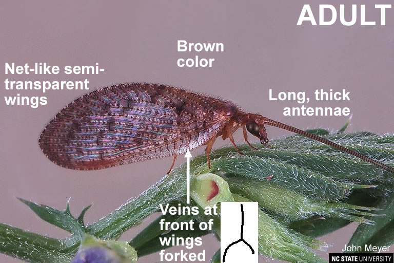 Lacewings, WSU Tree Fruit