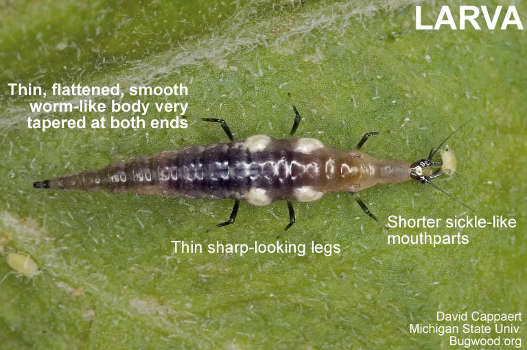 Brown lacewing larva