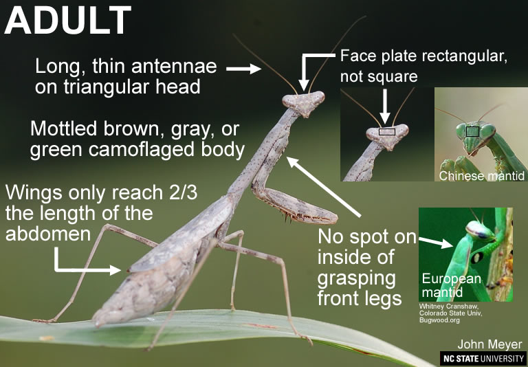 Carolina mantid adult