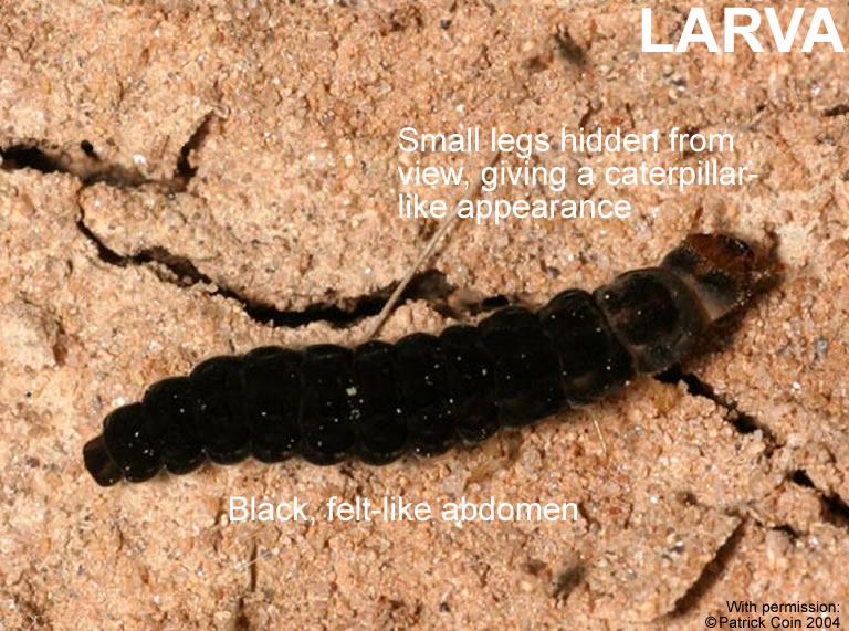 soldier beetle larvae