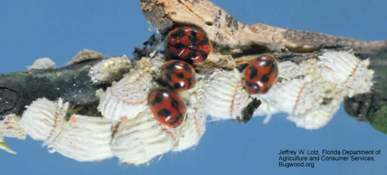 ladybeetles