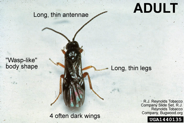 Cotesia wasp adult