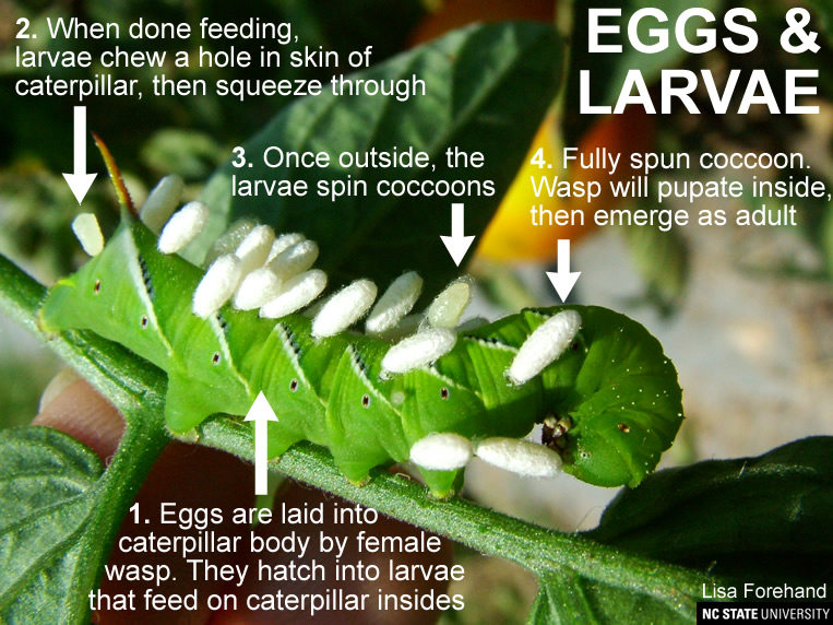 Cotesia wasp egg and larvae