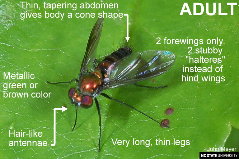 Dolichopodid sp. (fly) eyes, 2010 Photomicrography Competition