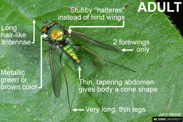 Dolichopodid Fly green