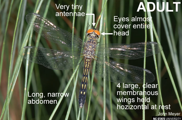 Dragonfly adult