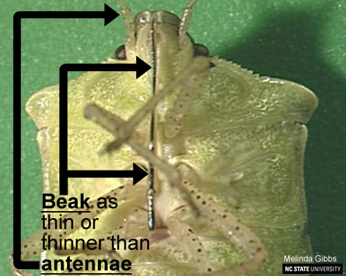 Brown Stink Bug beak (herbivore) is as thin or thinner than antennae