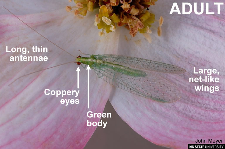 Green lacewing adult