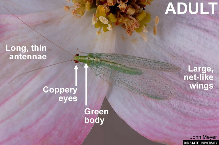 Lacewing Beneficial Insects - Taking Advantage Of Green Lacewings