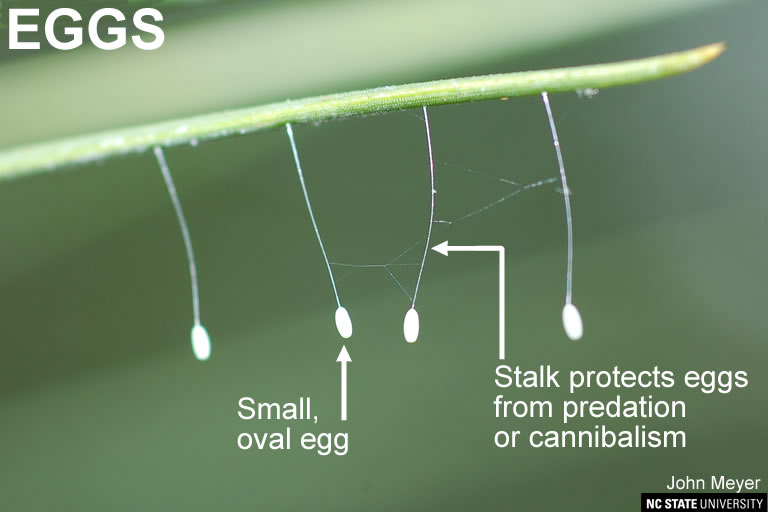 Green Lacewing  NC State Extension