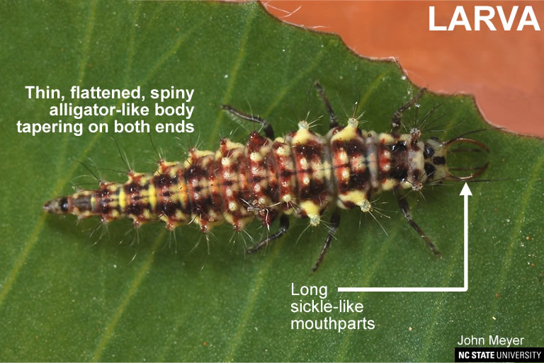 Green lacewing larva