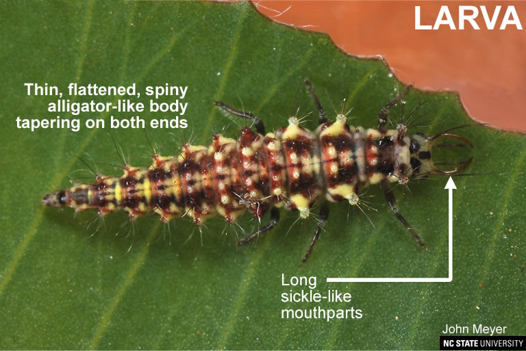 Beneficial Predator Spotlight: Lacewings - Pests in the Urban Landscape -  ANR Blogs