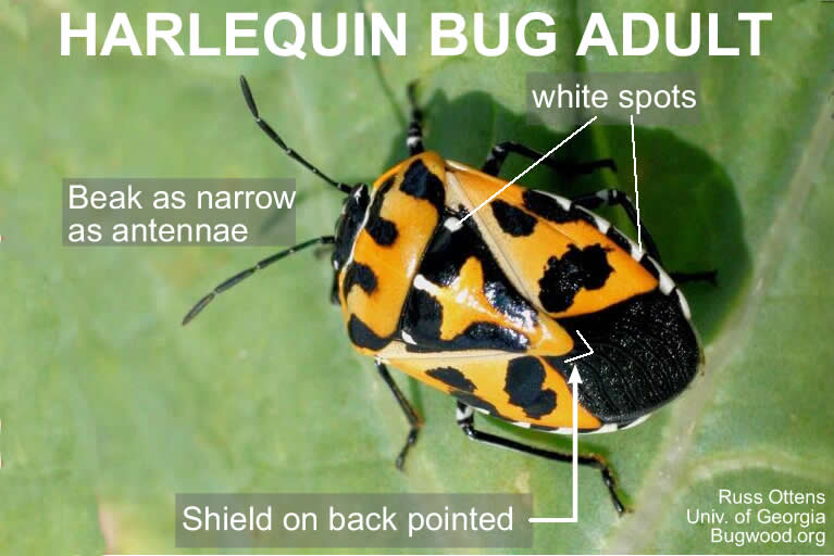 Harlequin Bug Adult