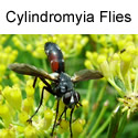 Cylindromyia Fly