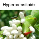 Hyperparasitoids