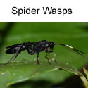 Spider wasps