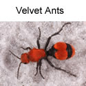 Velvet ants
