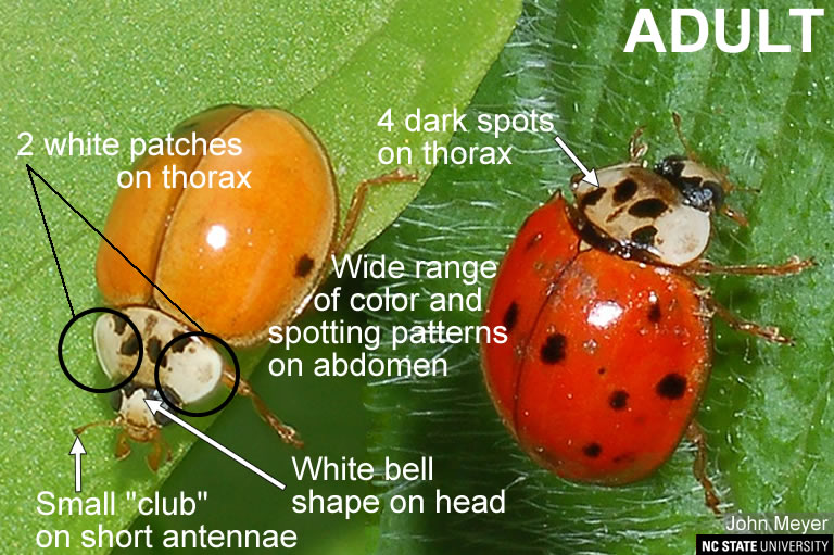 Asian Lady Beetle (Harmonia axyridis) Identification