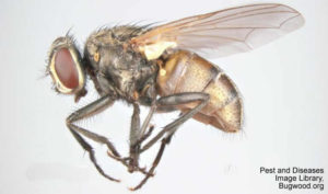 side view of housefly