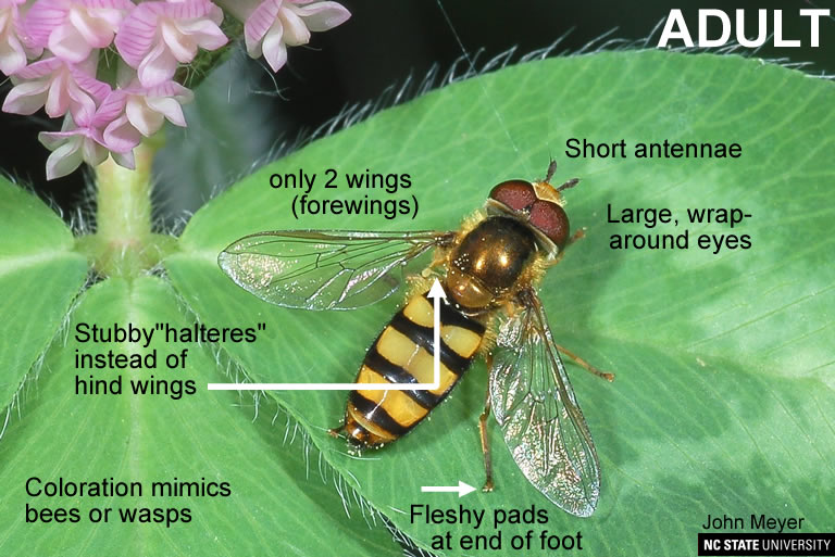 Hover Fly | NC State Extension