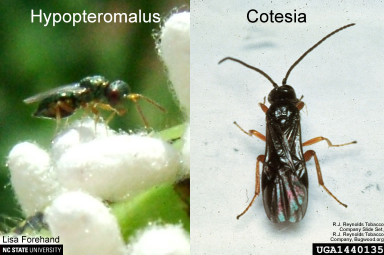 Hypopteromalus and Cotesia adults