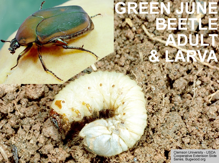 June Beetle adult and larva