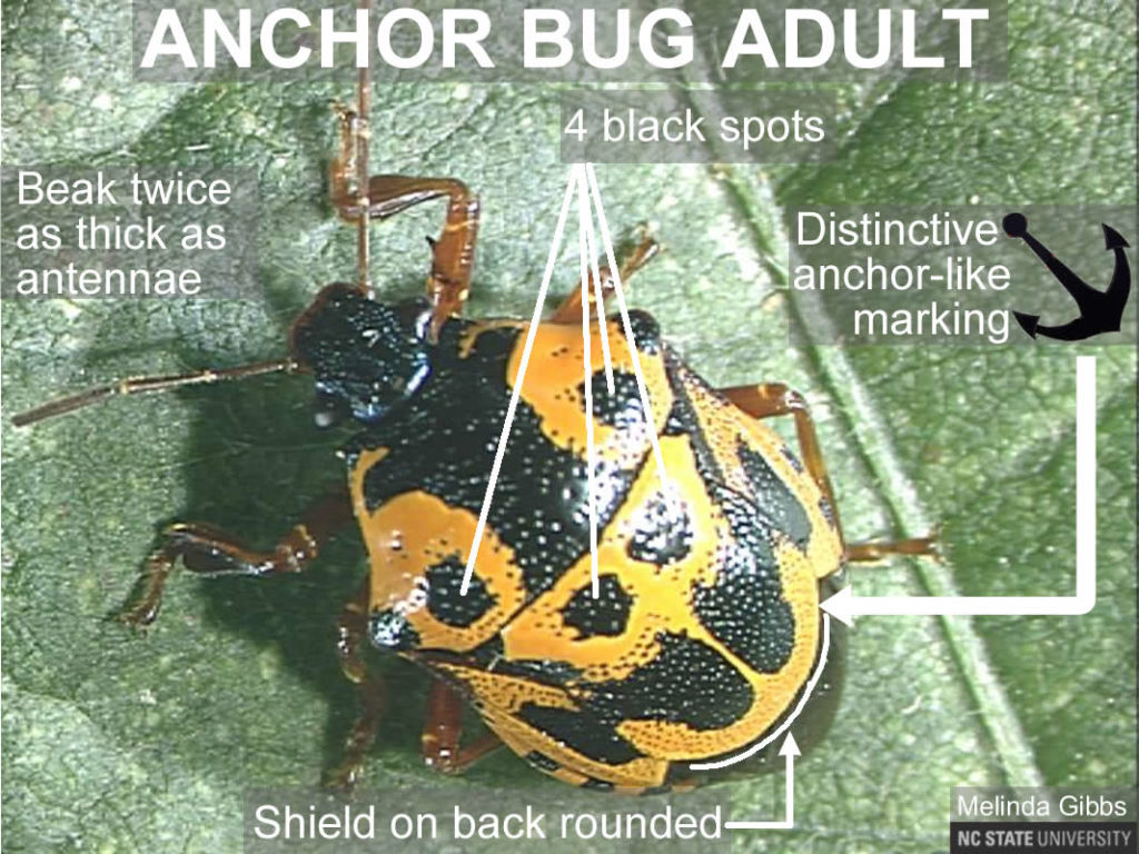 Anchor Bug Adult