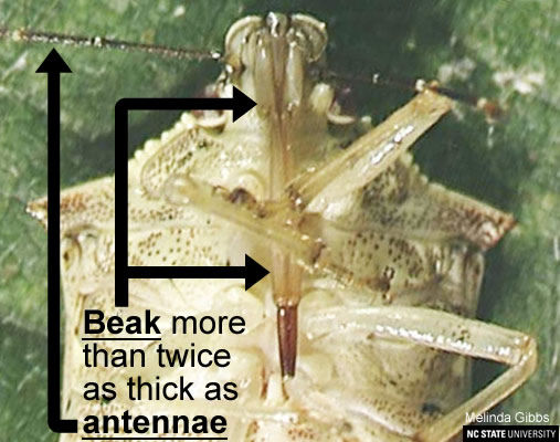 Spined Soldier Bug beak (predator) is more than twice as thick as antennae