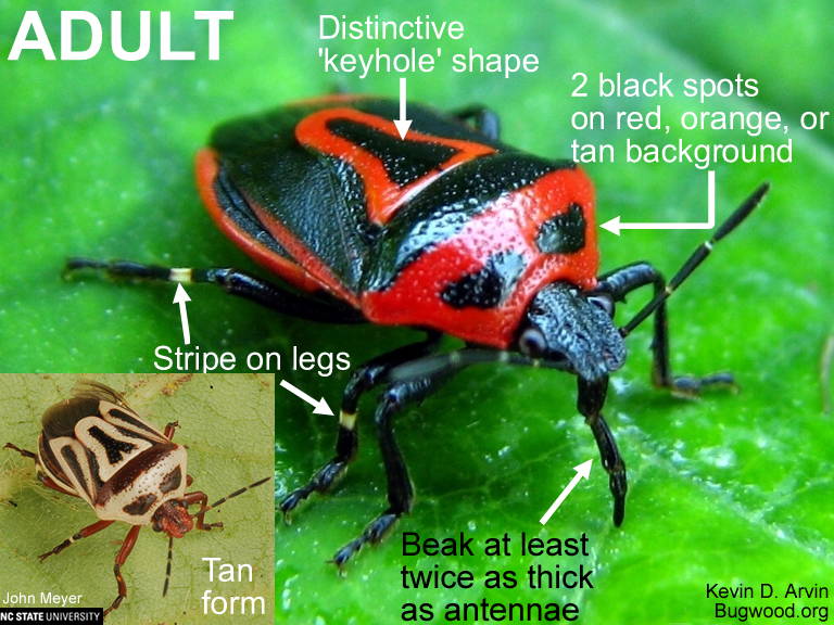 Different Kinds Of Stink Bugs