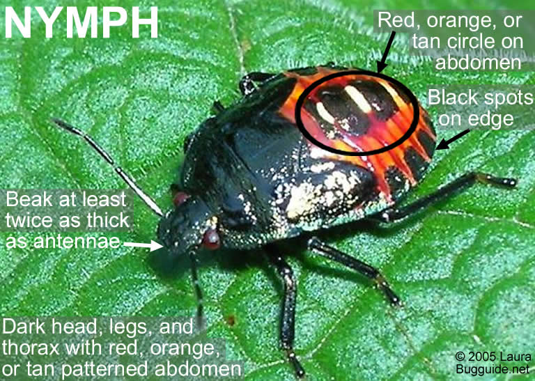 TwoSpotted Stink Bug NC State Extension