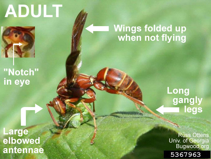 Paper wasp adult