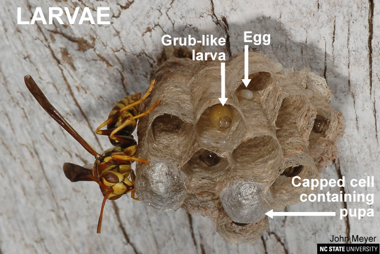 mud wasp larvae