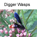 Digger wasps
