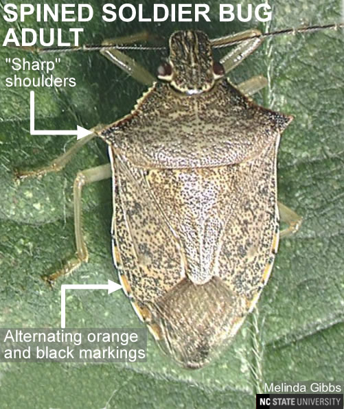Spined soldier bug adult