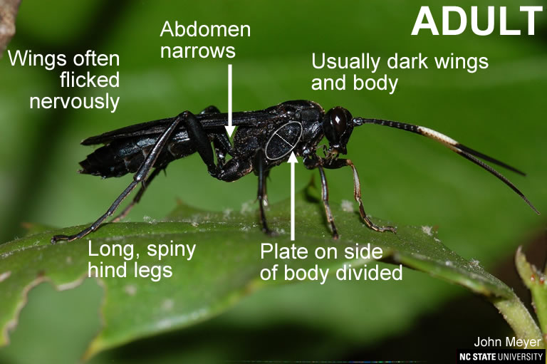 Spider wasp adult