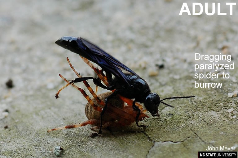 Spider wasp adult with spider