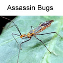 Assassin bug