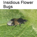 Insidious Flower bug adult