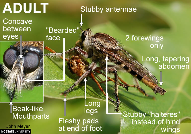 Robber Flies  NC State Extension